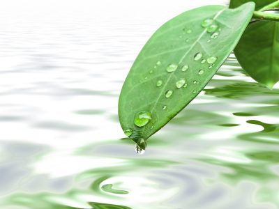 Green,Leave,At,Brunch,With,Drops,Against,The,Water,Background